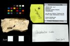 Foto (Objekt + Etikett) von Galatheites sp.  (NHMW-GEO-1990-0041-3238)